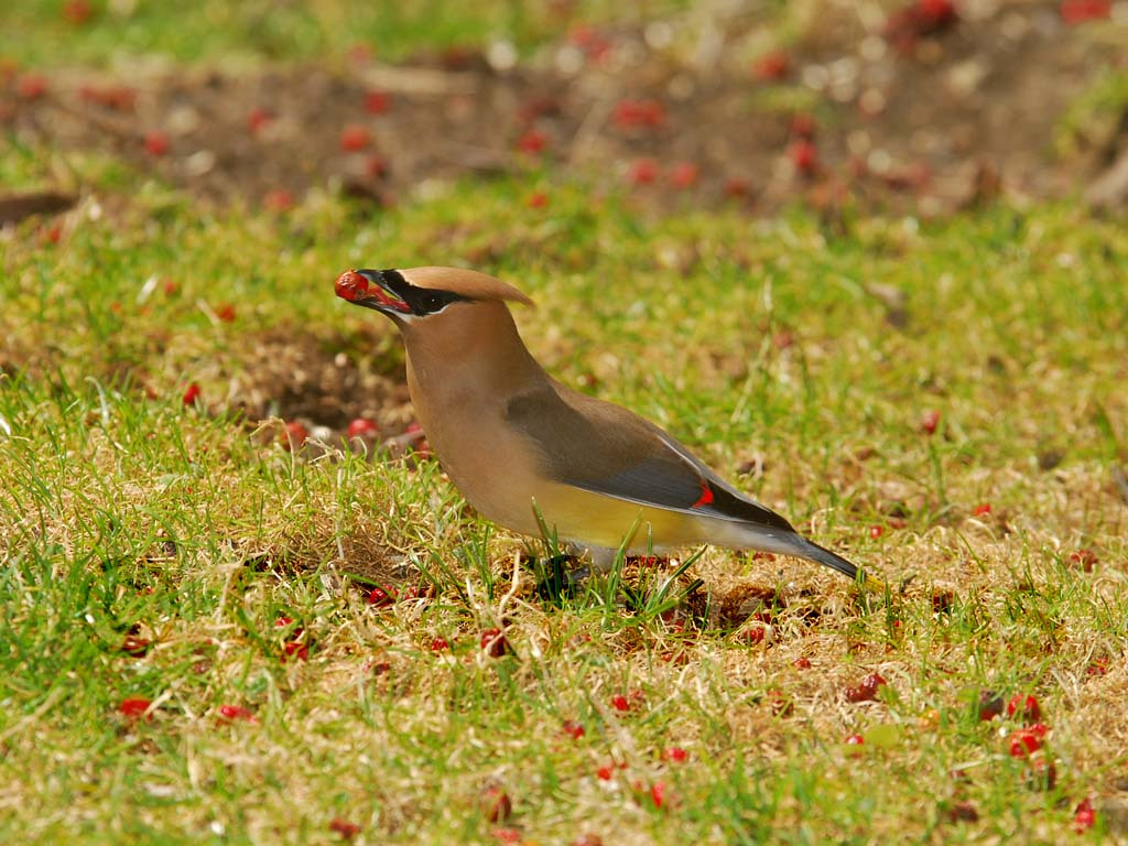 CEDW-BZ_Cedar-Waxwing