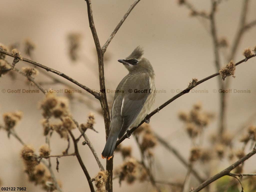 CEWA-CA_Cedar-Waxwing