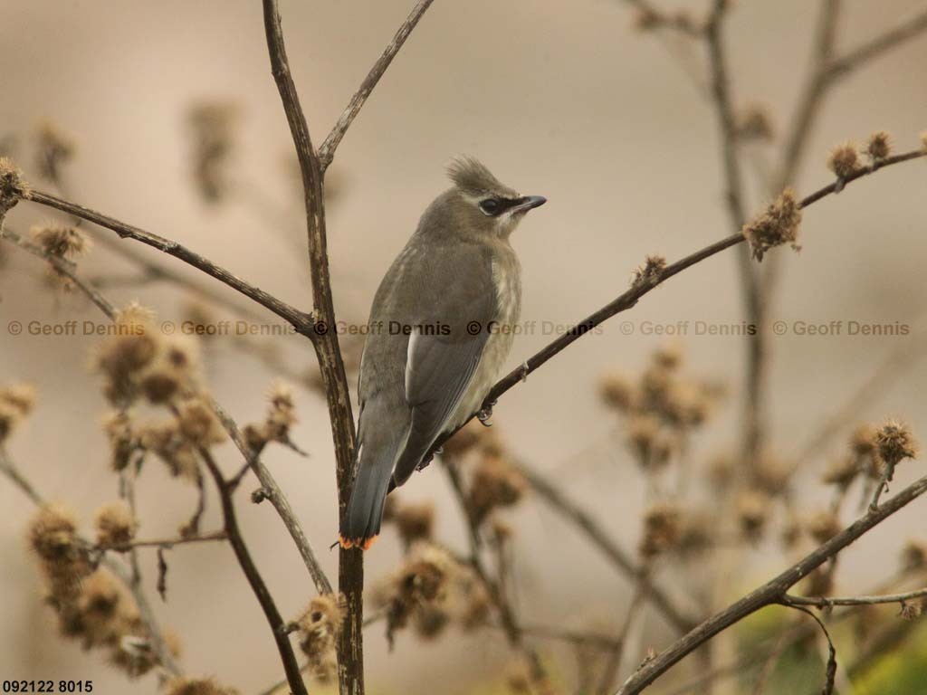 CEWA-CB_Cedar-Waxwing