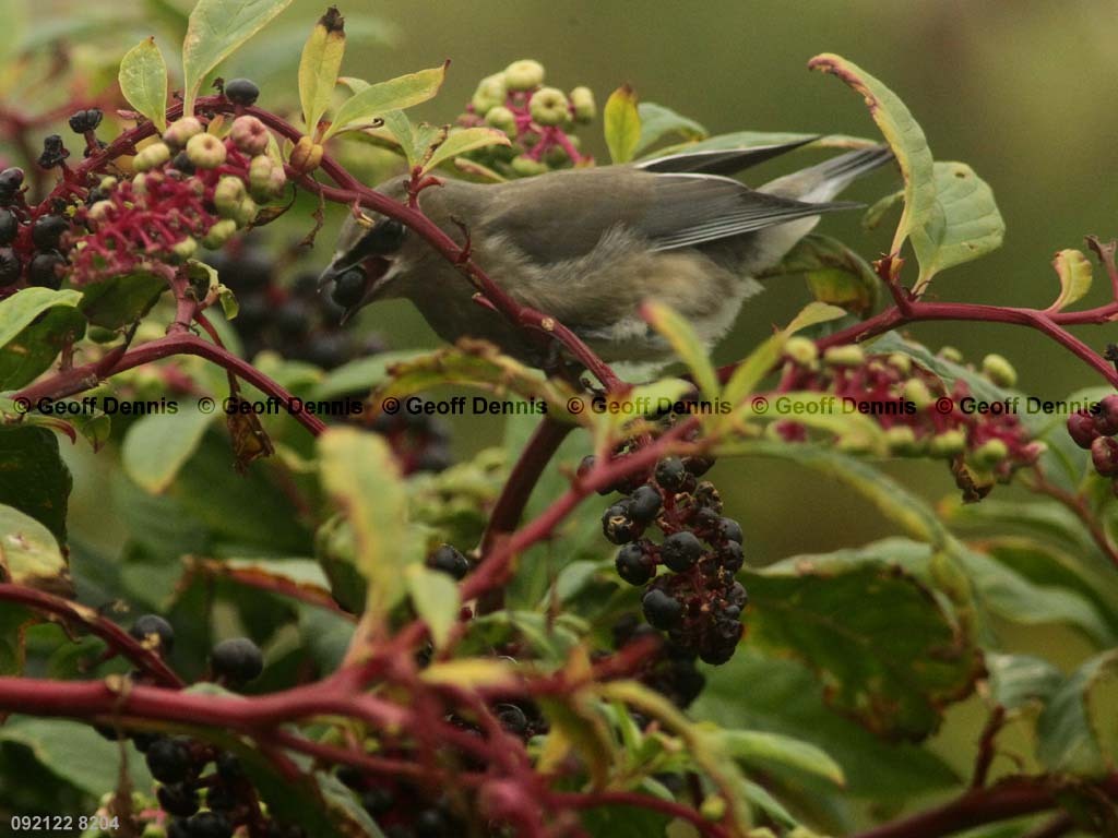 CEWA-CC_Cedar-Waxwing