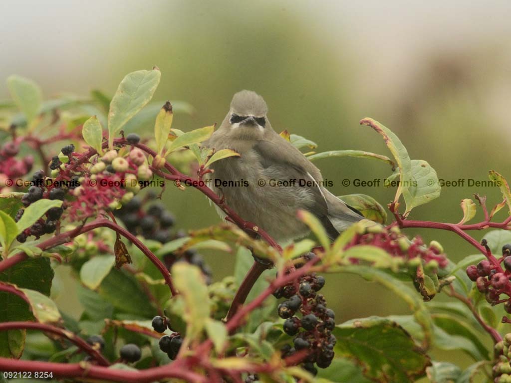 CEWA-CD_Cedar-Waxwing