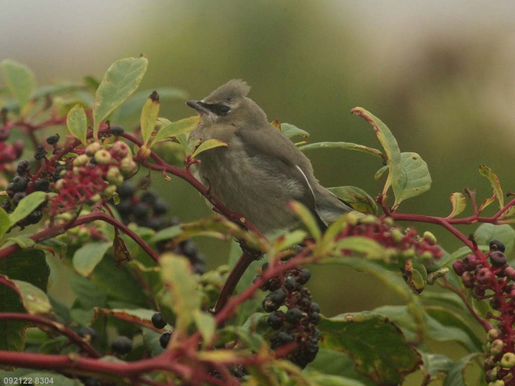 CEWA-CE_Cedar-Waxwing