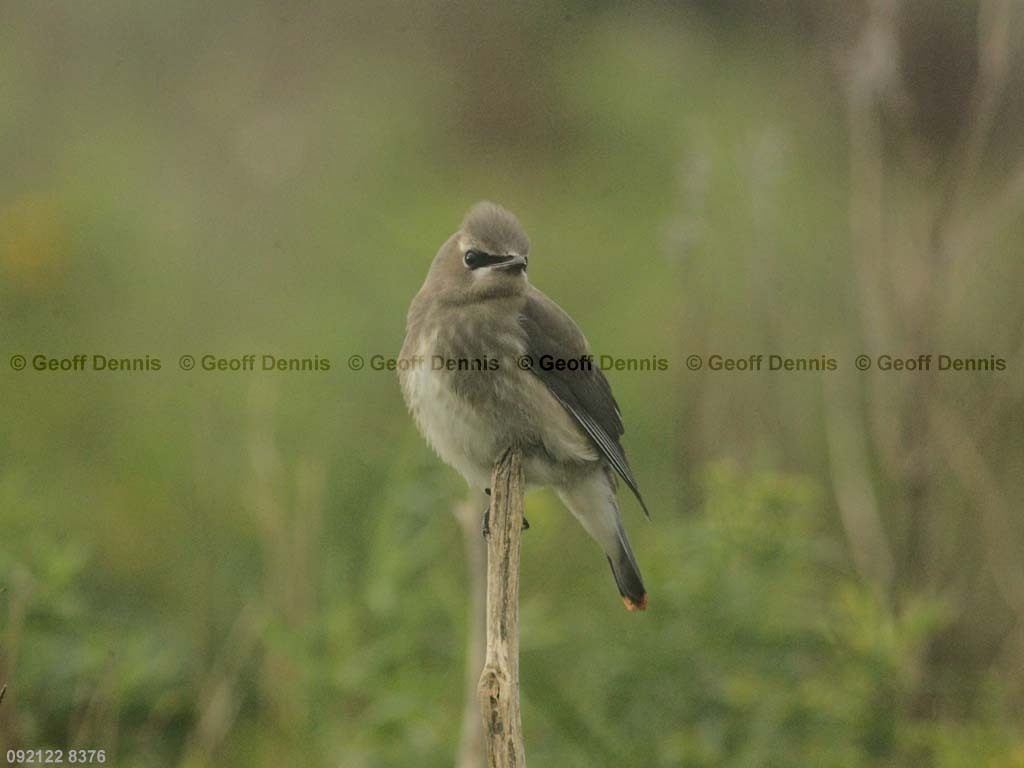 CEWA-CF_Cedar-Waxwing