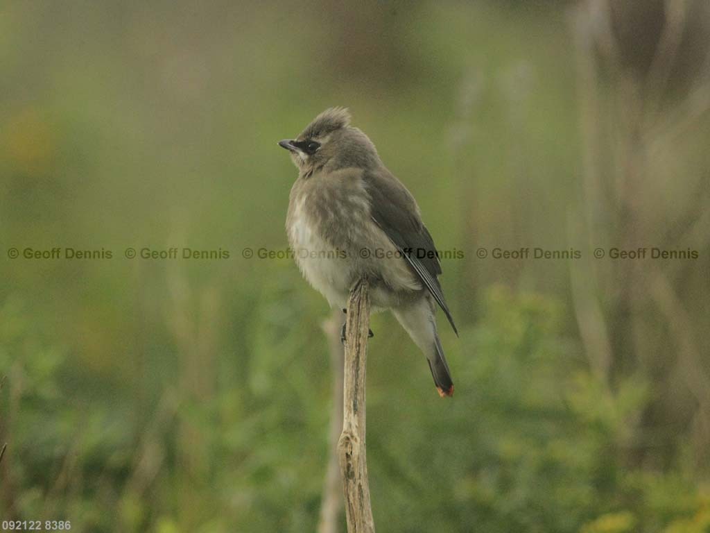 CEWA-CG_Cedar-Waxwing