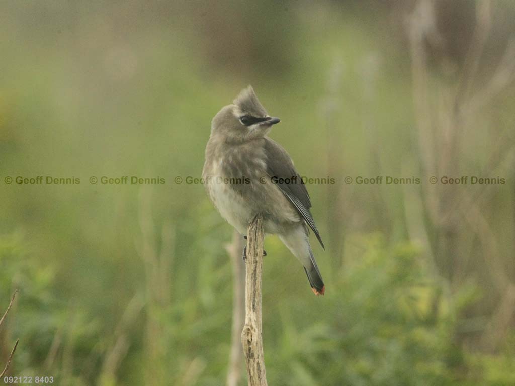 CEWA-CH_Cedar-Waxwing