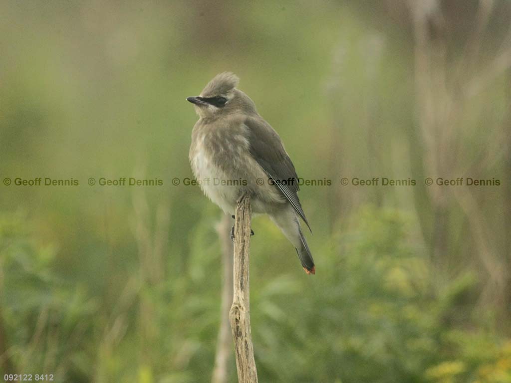 CEWA-CI_Cedar-Waxwing