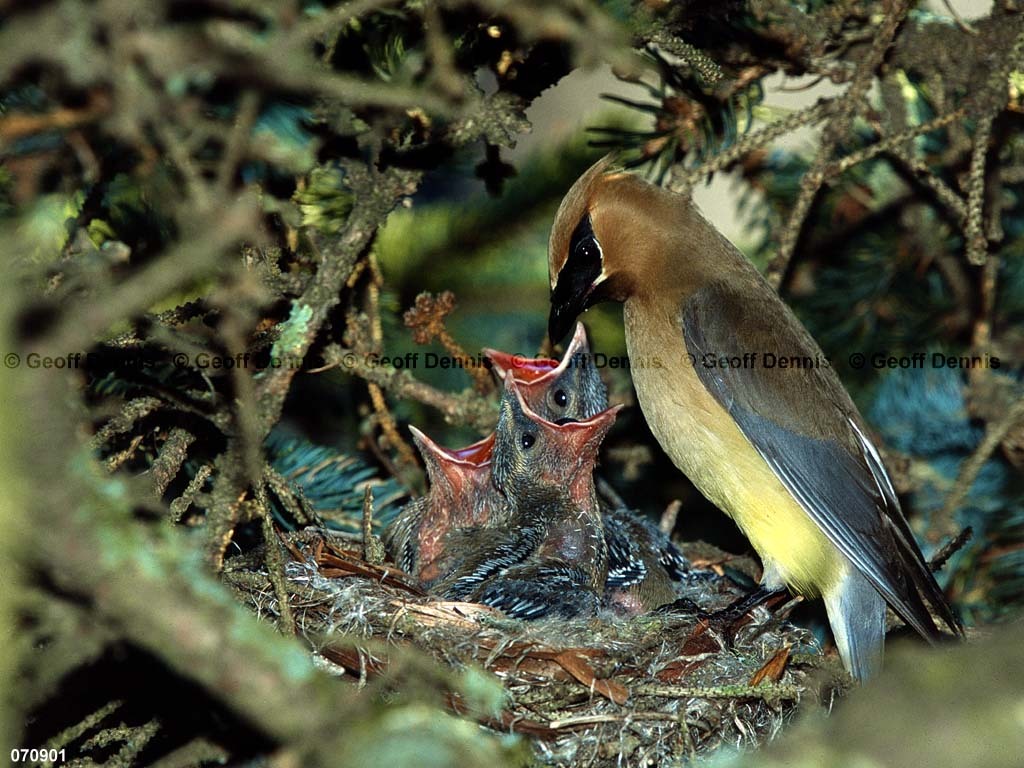 CEWA-CJ_Cedar-Waxwing