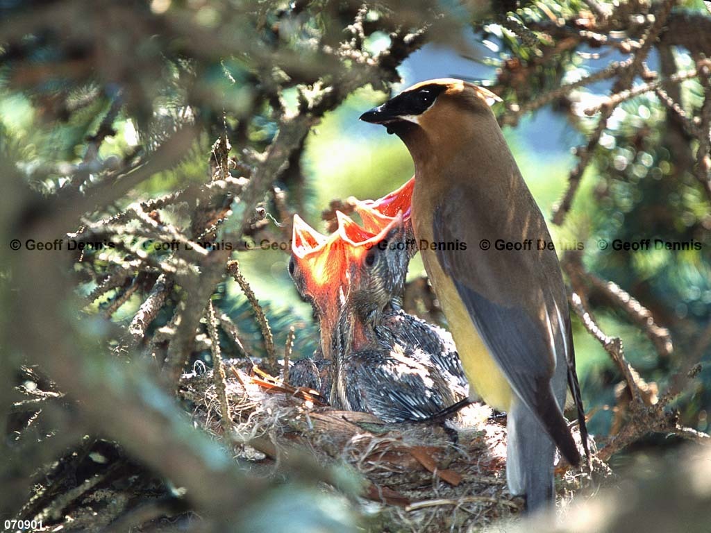 CEWA-CK_Cedar-Waxwing