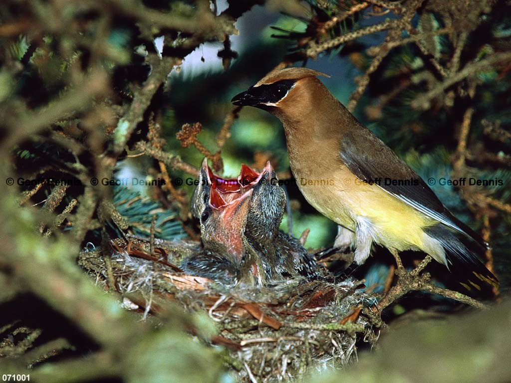 CEWA-CL_Cedar-Waxwing