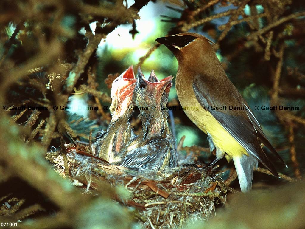 CEWA-CM_Cedar-Waxwing