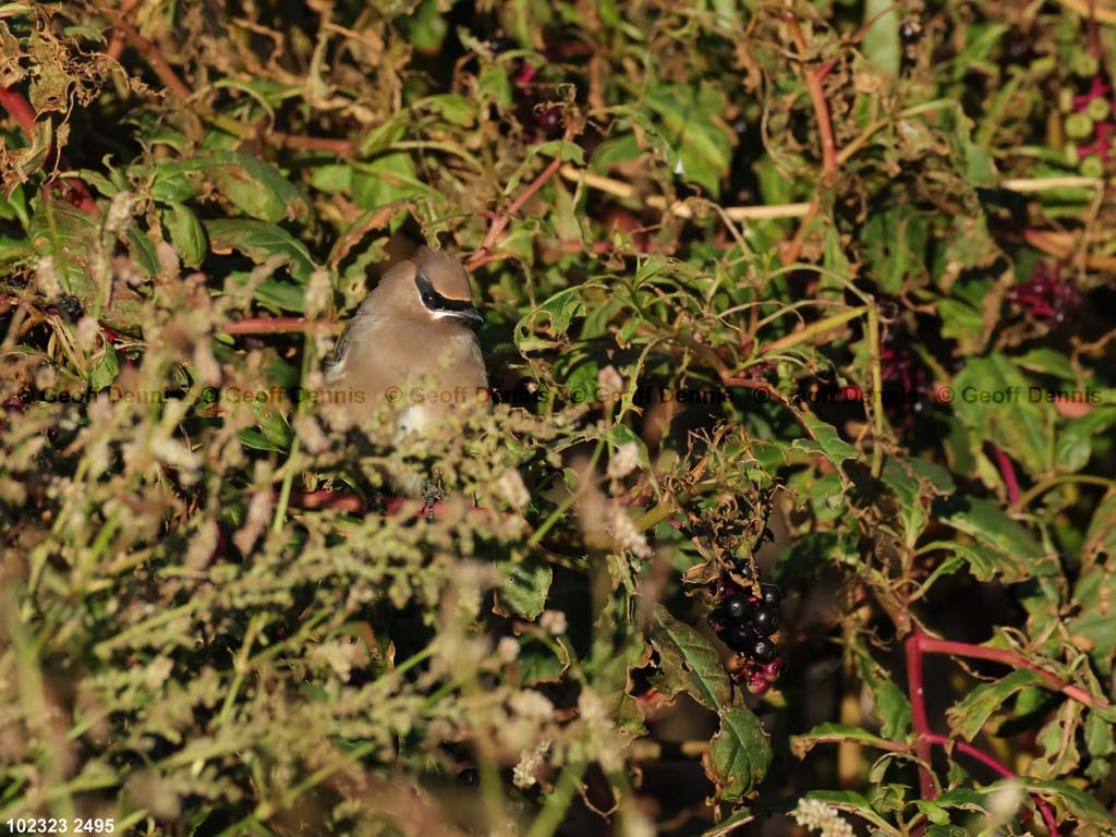 CEWA-CN_Cedar-Waxwing