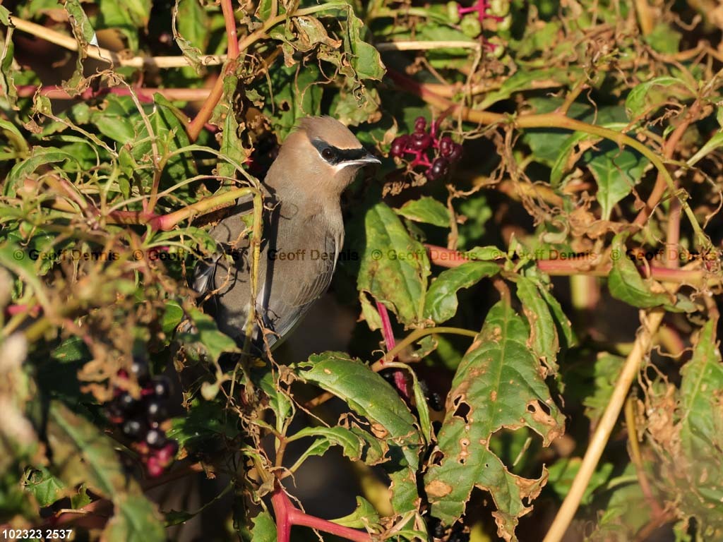 CEWA-CO_Cedar-Waxwing