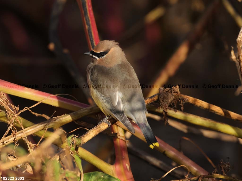 CEWA-CP_Cedar-Waxwing