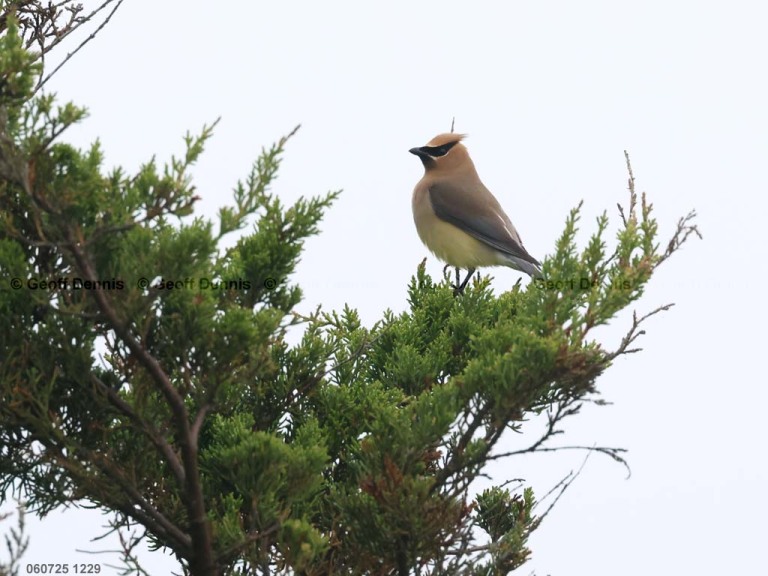 CEWA-CR_Cedar-Waxwing