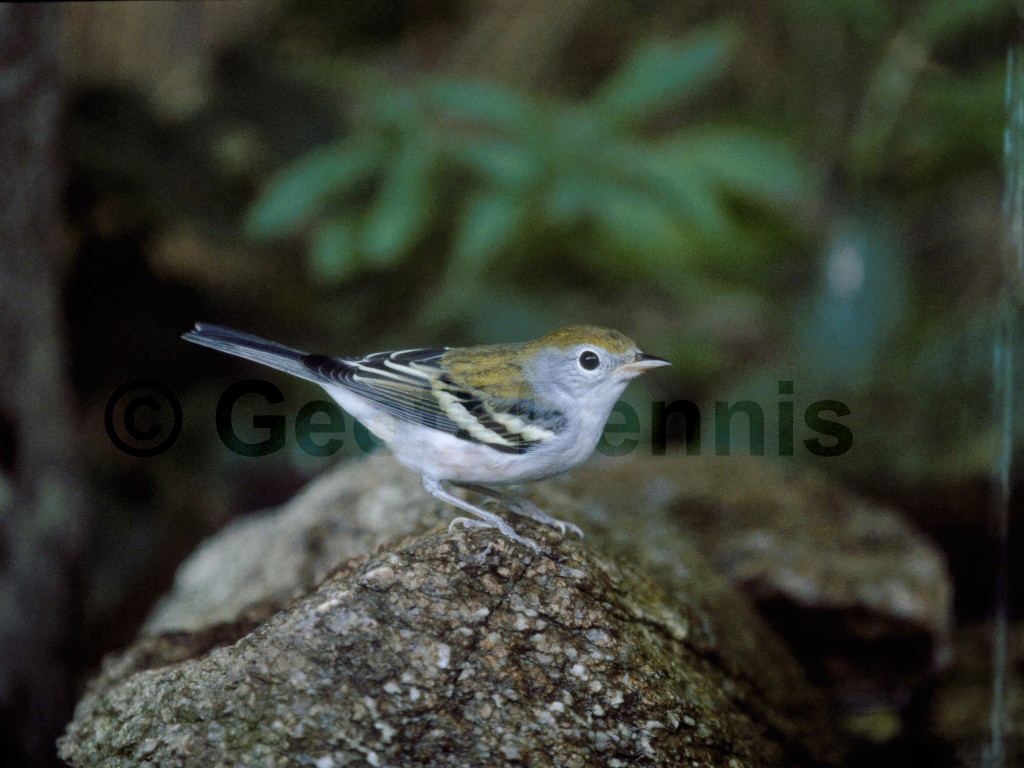 CSWA-AA_Chestnut-sided-Warbler