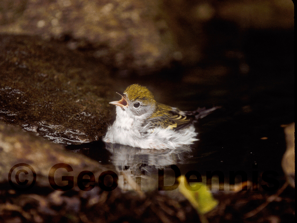 CSWA-AB_Chestnut-sided-Warbler