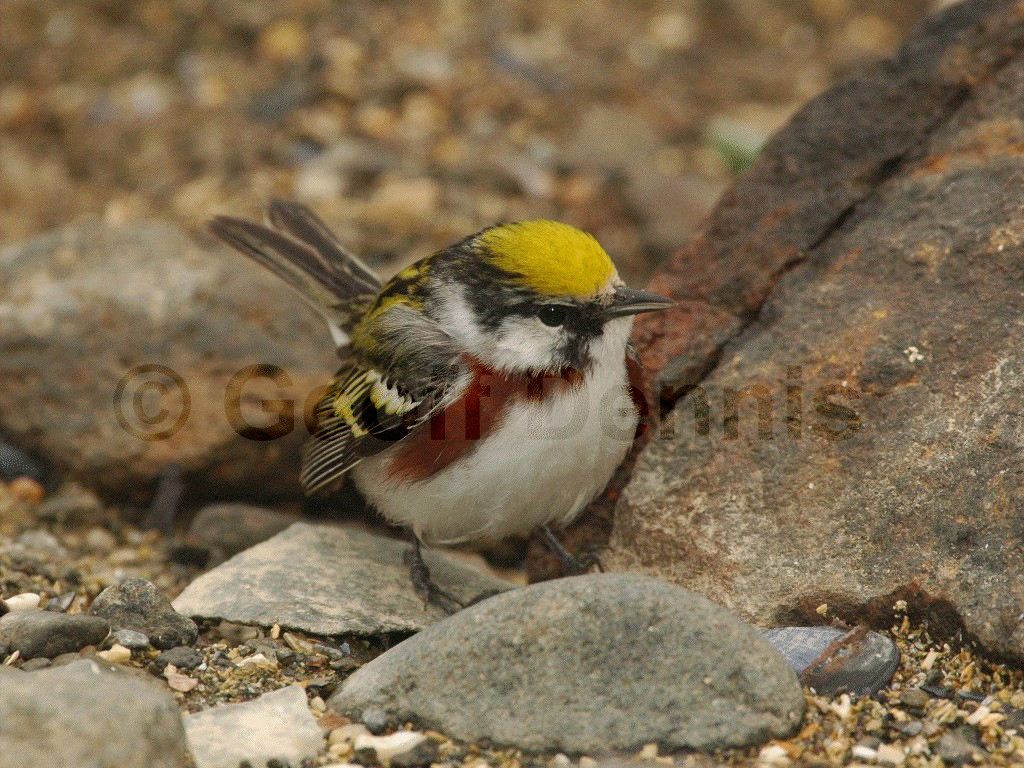 CSWA-AC_Chestnut-sided-Warbler