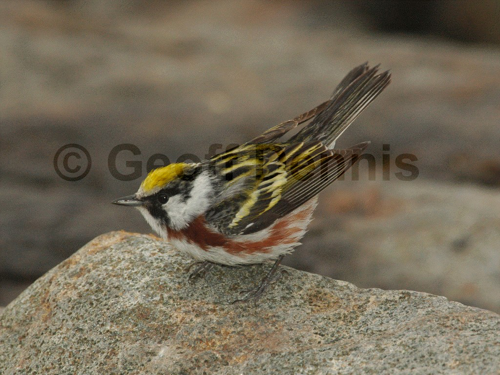 CSWA-AD_Chestnut-sided-Warbler