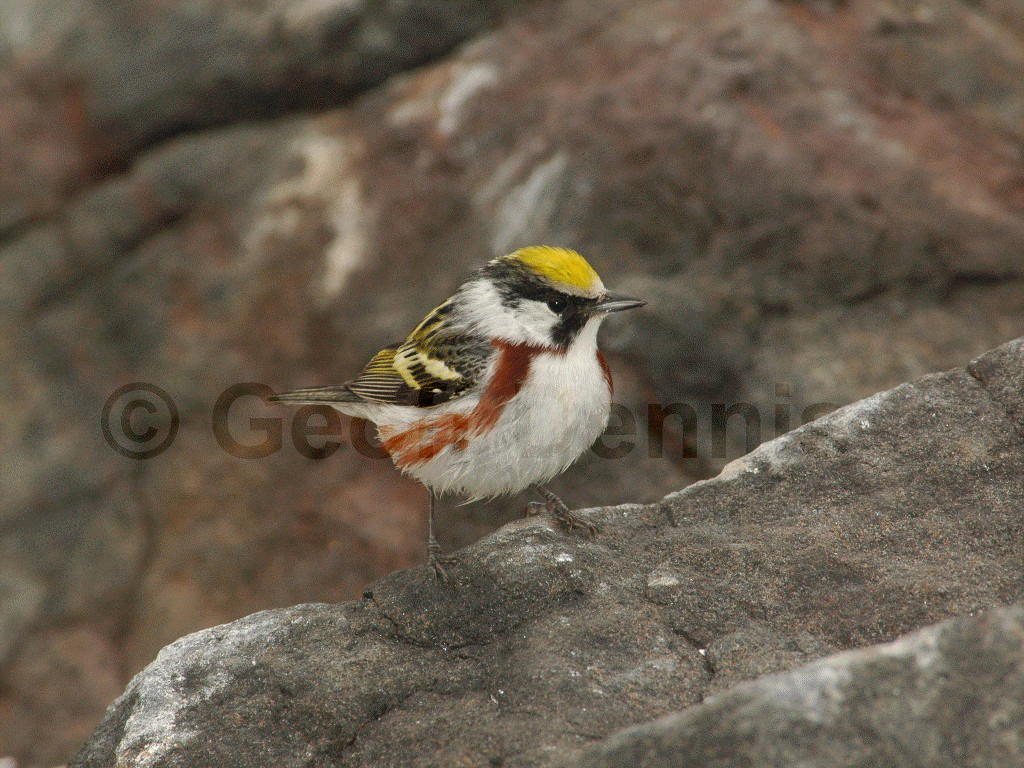 CSWA-AE_Chestnut-sided-Warbler