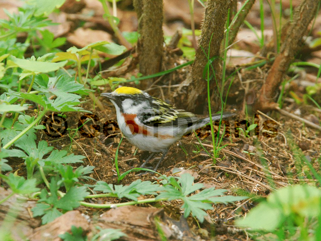 CSWA-AF_Chestnut-sided-Warbler