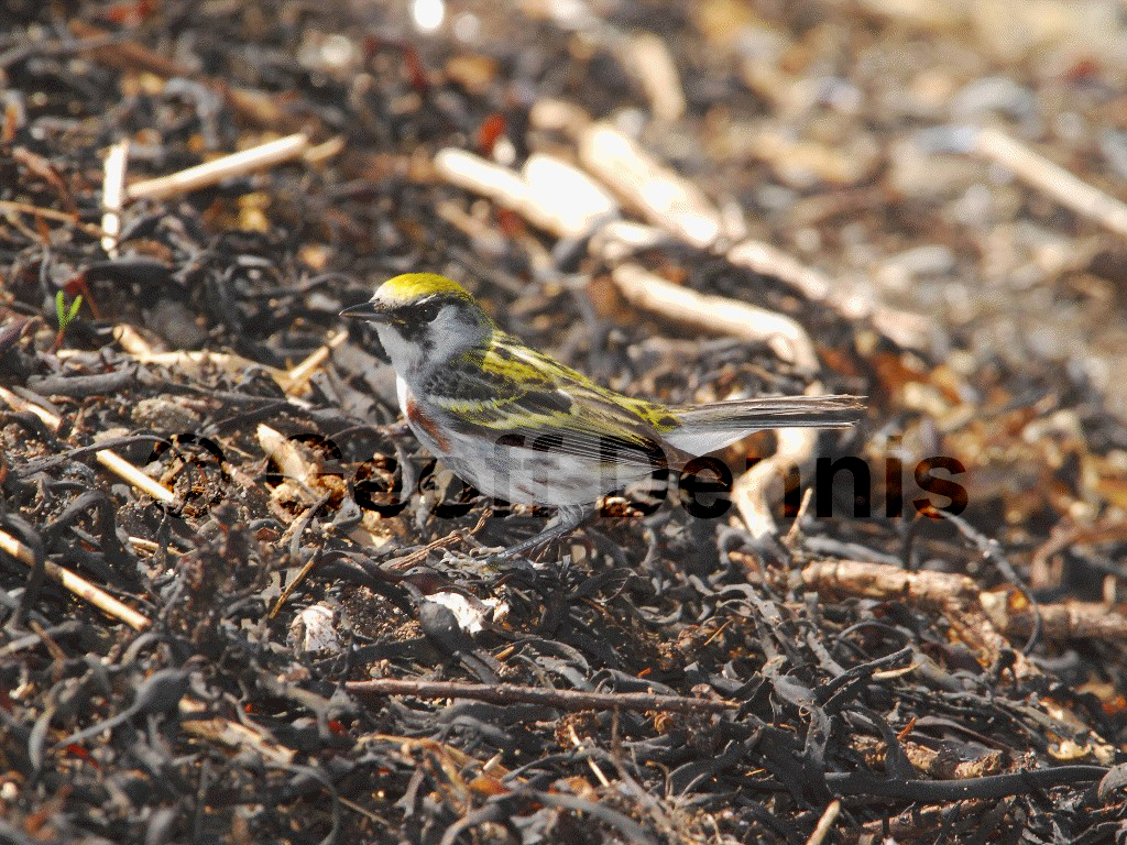 CSWA-AG_Chestnut-sided-Warbler