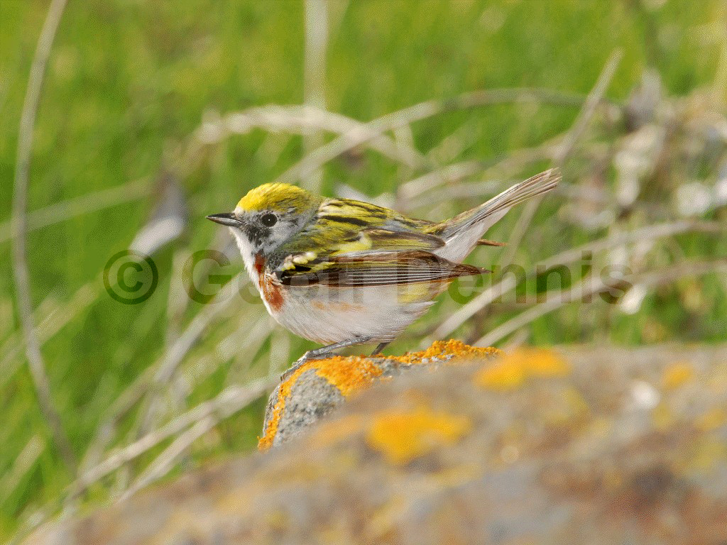 CSWA-AH_Chestnut-sided-Warbler