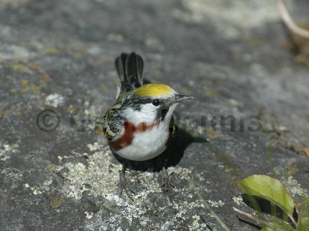 CSWA-AI_Chestnut-sided-Warbler