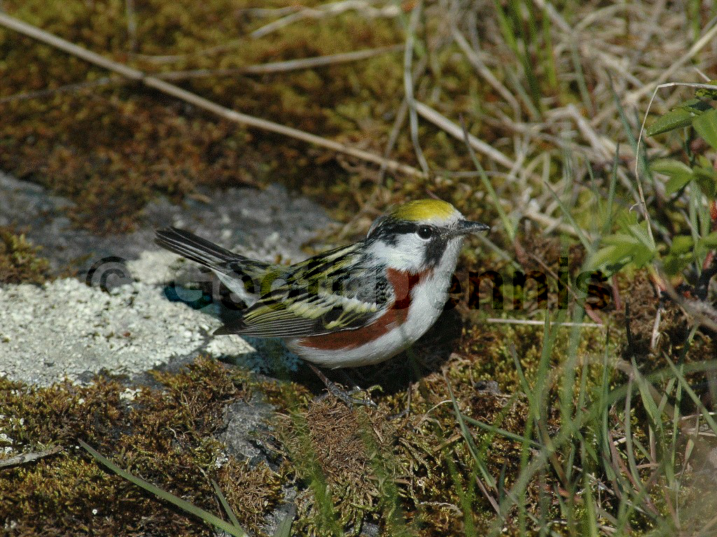 CSWA-AJ_Chestnut-sided-Warbler