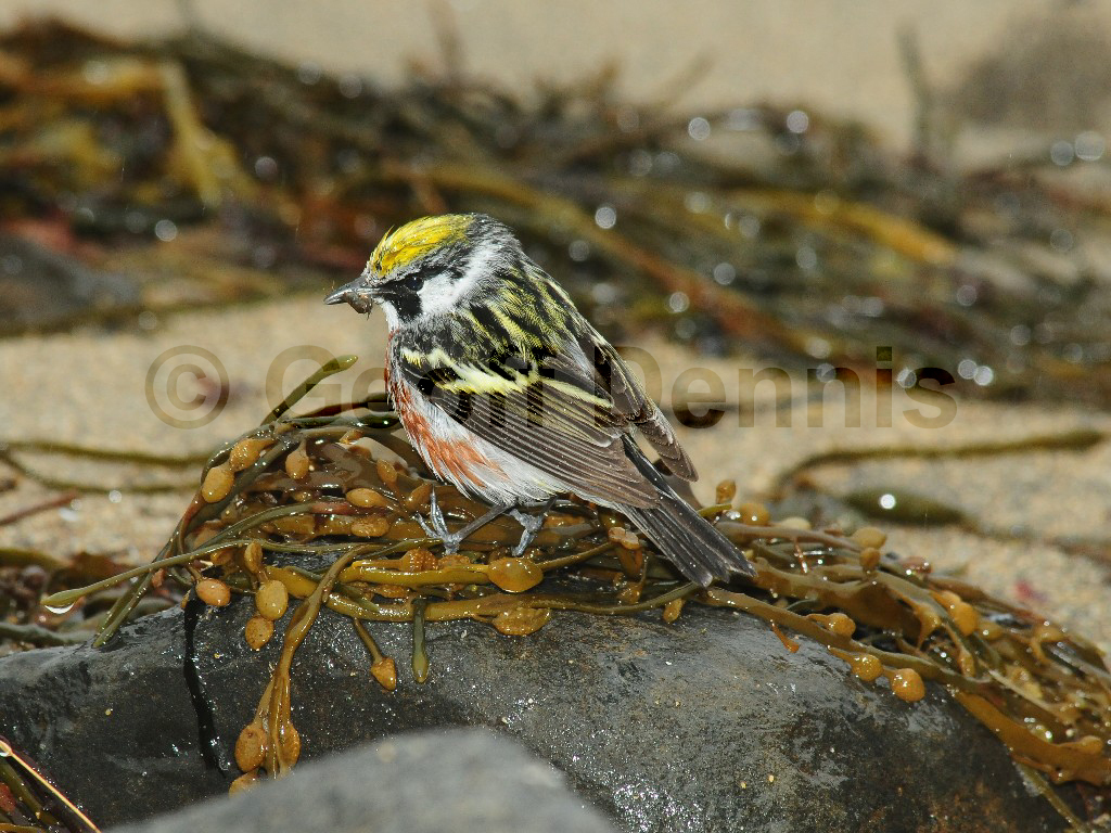 CSWA-AK_Chestnut-sided-Warbler