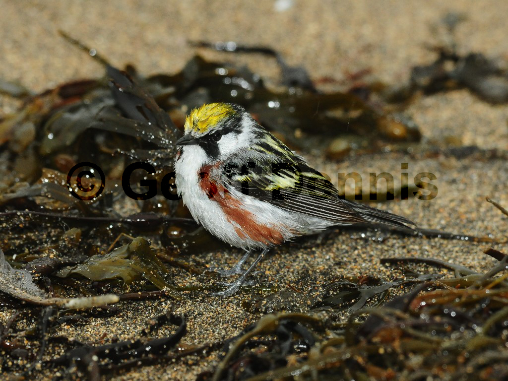 CSWA-AL_Chestnut-sided-Warbler