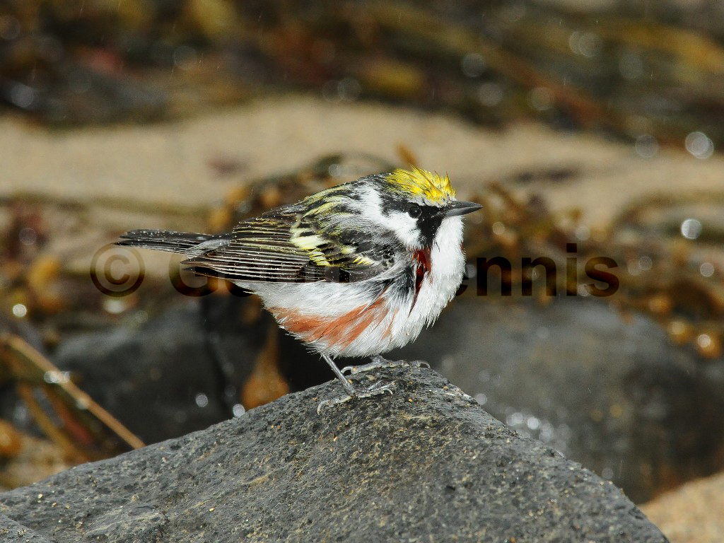 CSWA-AM_Chestnut-sided-Warbler