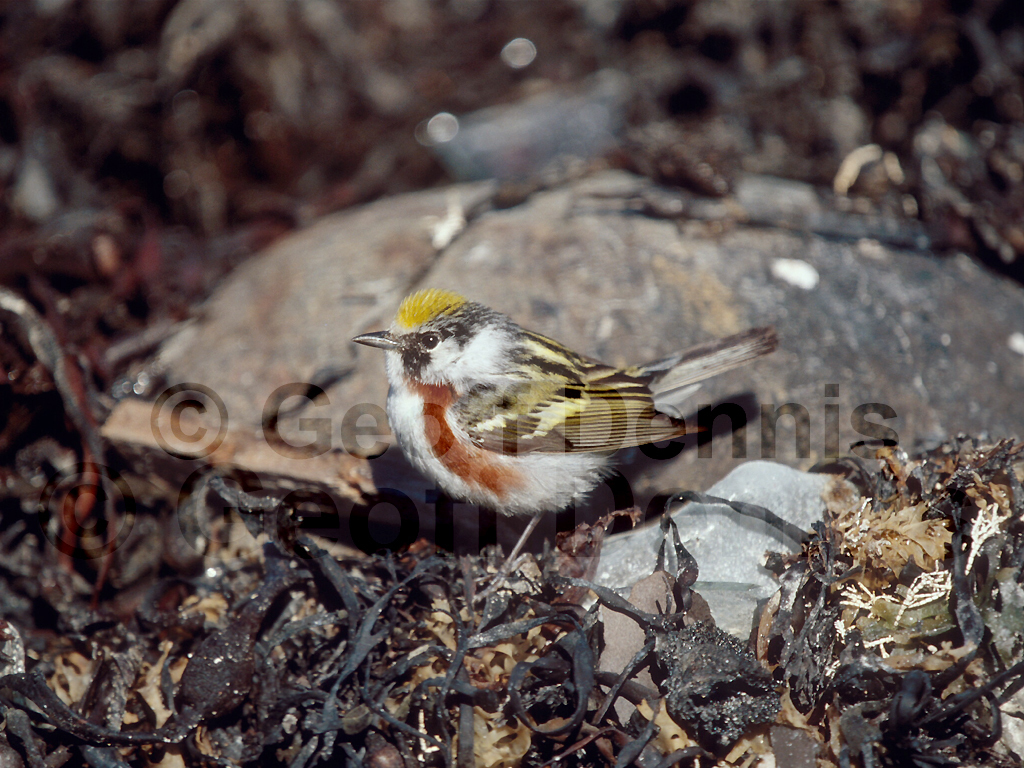 CSWA-AN_Chestnut-sided-Warbler