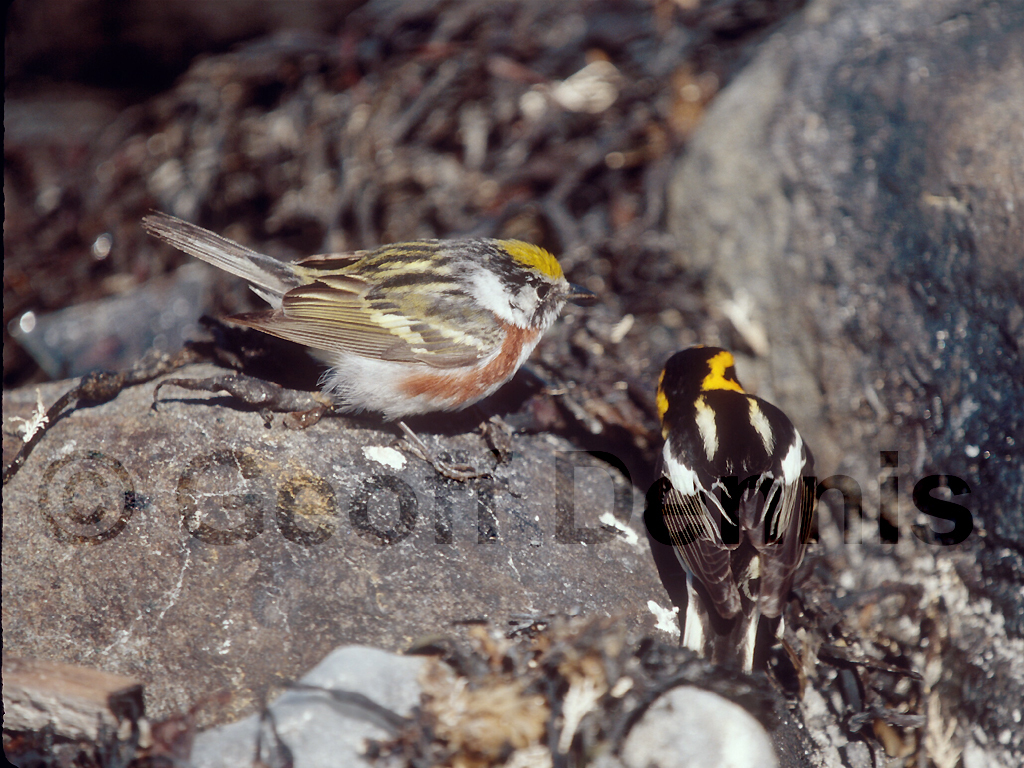 CSWA-AO_Chestnut-sided-Warbler