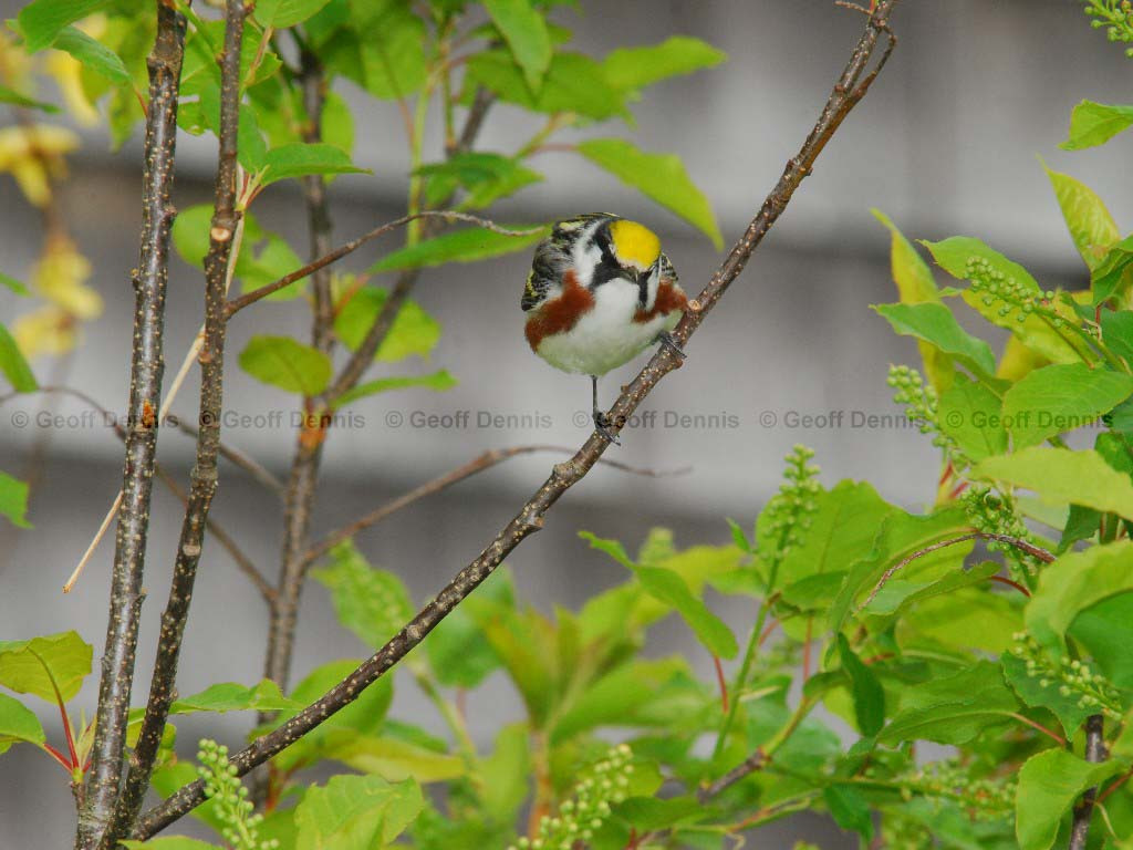 CSWA-AP_Chestnut-sided-Warbler
