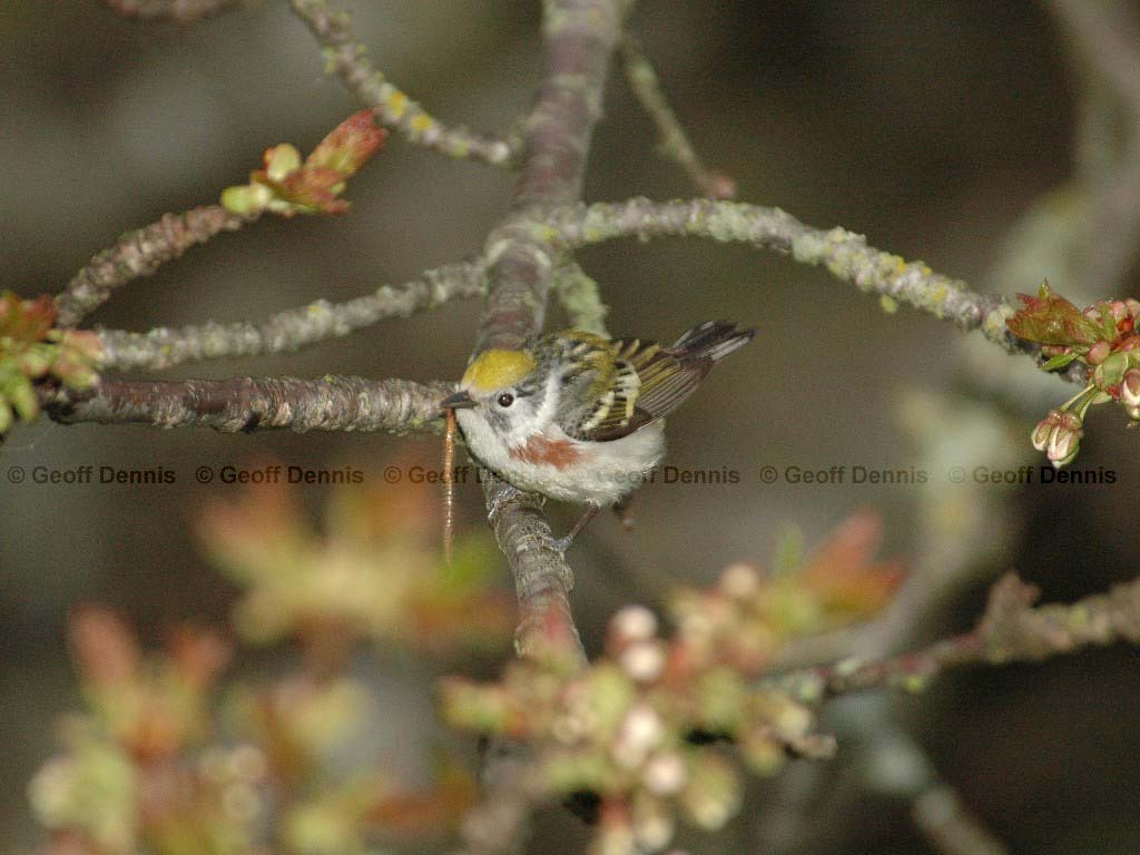 CSWA-AQ_Chestnut-sided-Warbler