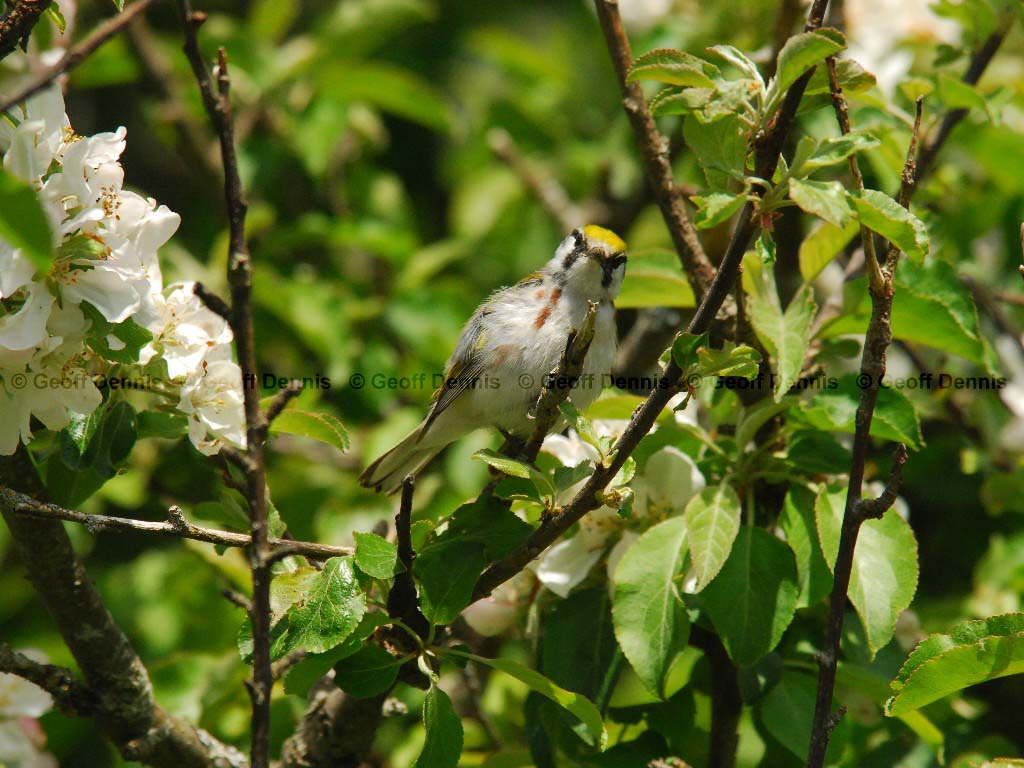 CSWA-AR_Chestnut-sided-Warbler