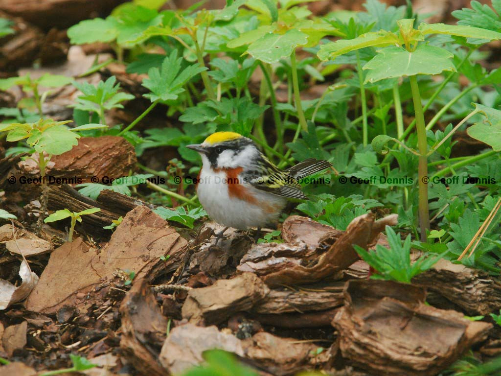 CSWA-AS_Chestnut-sided-Warbler