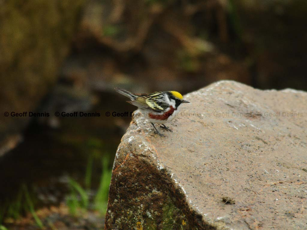 CSWA-AT_Chestnut-sided-Warbler