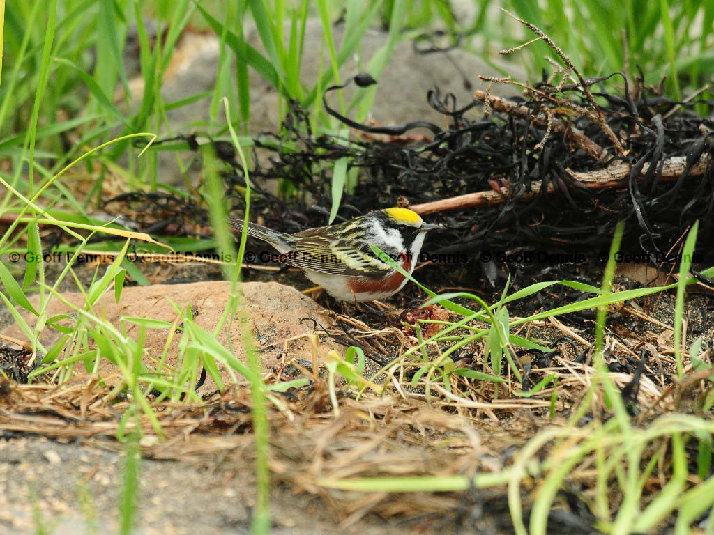 CSWA-AU_Chestnut-sided-Warbler