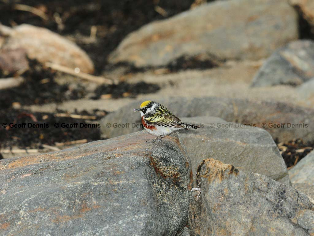 CSWA-AV_Chestnut-sided-Warbler