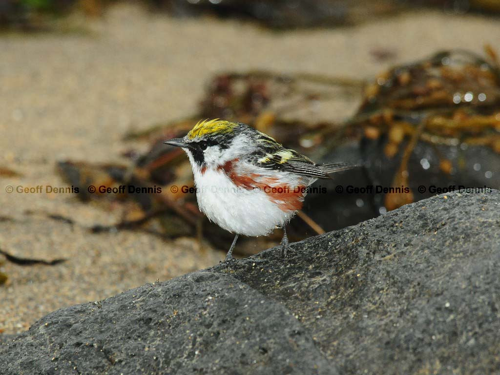 CSWA-AW_Chestnut-sided-Warbler