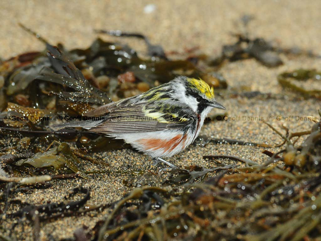 CSWA-AX_Chestnut-sided-Warbler