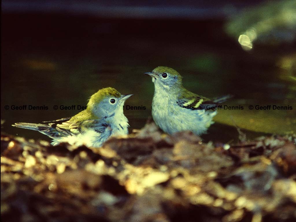 CSWA-AY_Chestnut-sided-Warbler