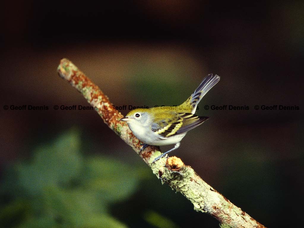 CSWA-AZ_Chestnut-sided-Warbler