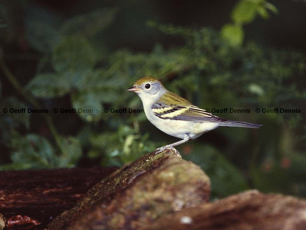 CSWA-BA_Chestnut-sided-Warbler