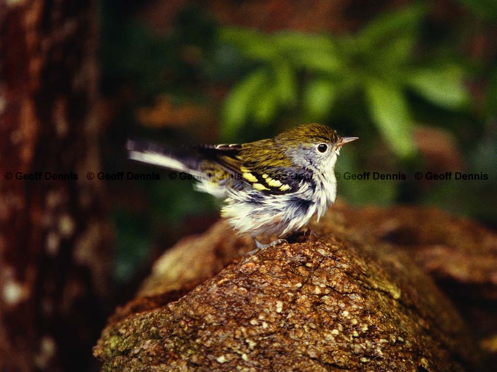 CSWA-BB_Chestnut-sided-Warbler