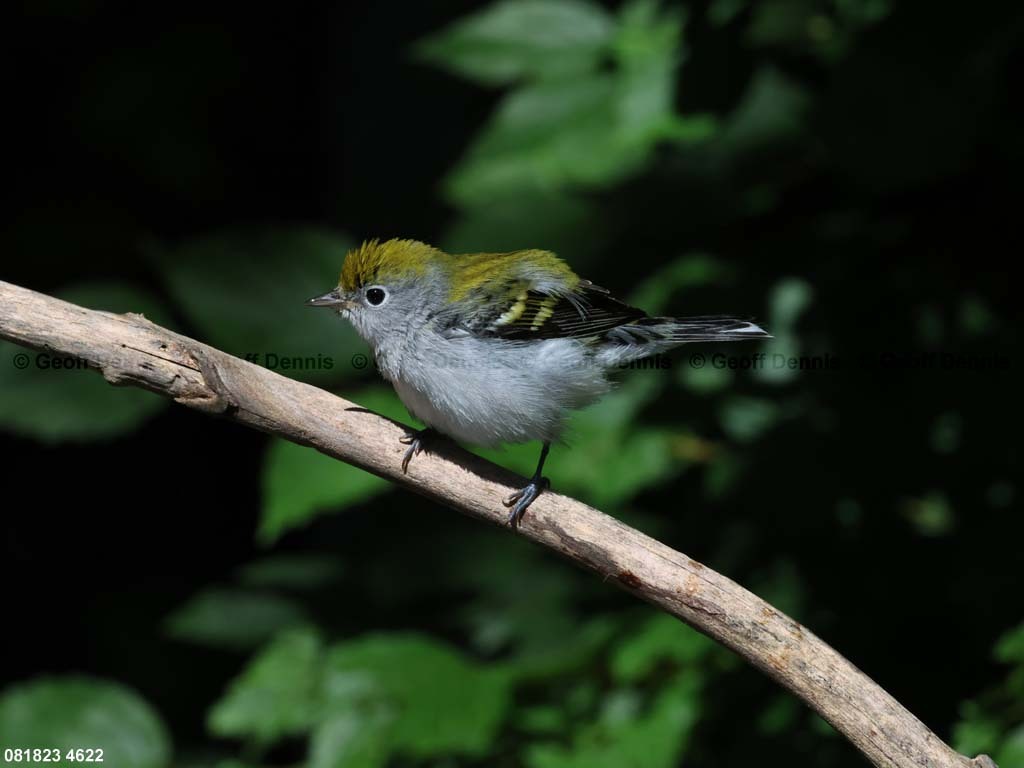 CSWA-BC_Chestnut-sided-Warbler