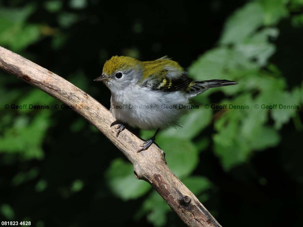 CSWA-BD_Chestnut-sided-Warbler