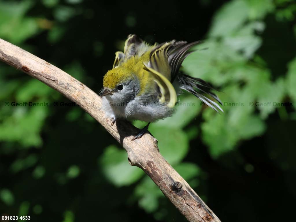 CSWA-BE_Chestnut-sided-Warbler
