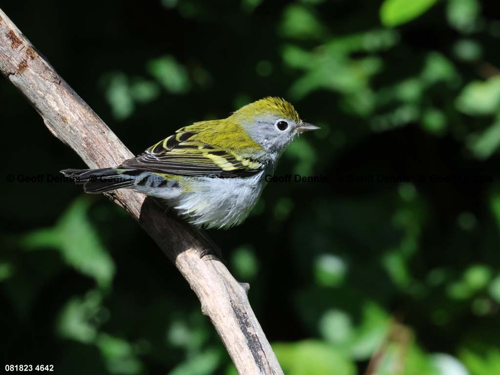 CSWA-BF_Chestnut-sided-Warbler